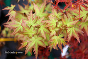 - Acer palmatum 'Ramona' Rare Japanese Maple - Mr Maple │ Buy Japanese Maple Trees