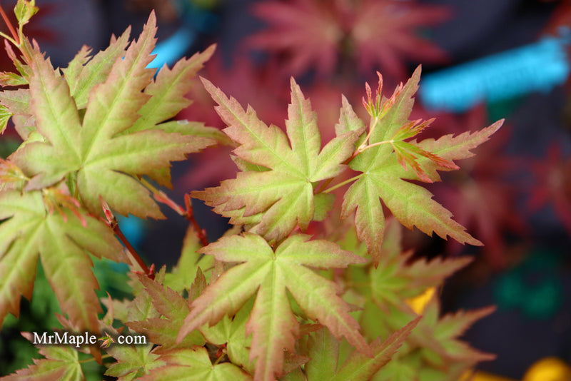 - Acer palmatum 'Ramona' Rare Japanese Maple - Mr Maple │ Buy Japanese Maple Trees