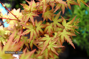 - Acer palmatum 'Ramona' Rare Japanese Maple - Mr Maple │ Buy Japanese Maple Trees