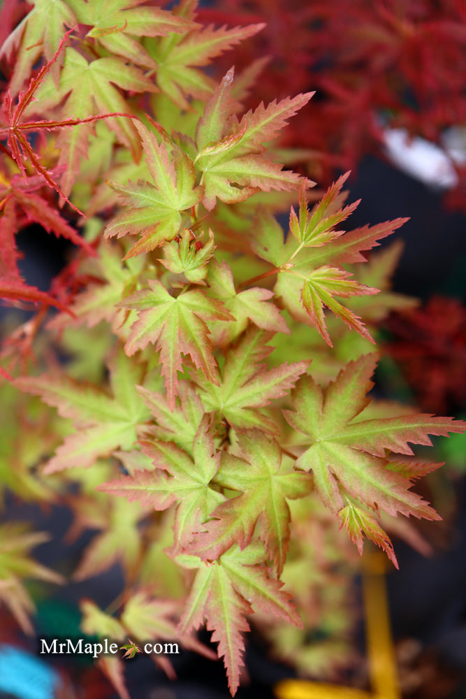- Acer palmatum 'Ramona' Rare Japanese Maple - Mr Maple │ Buy Japanese Maple Trees