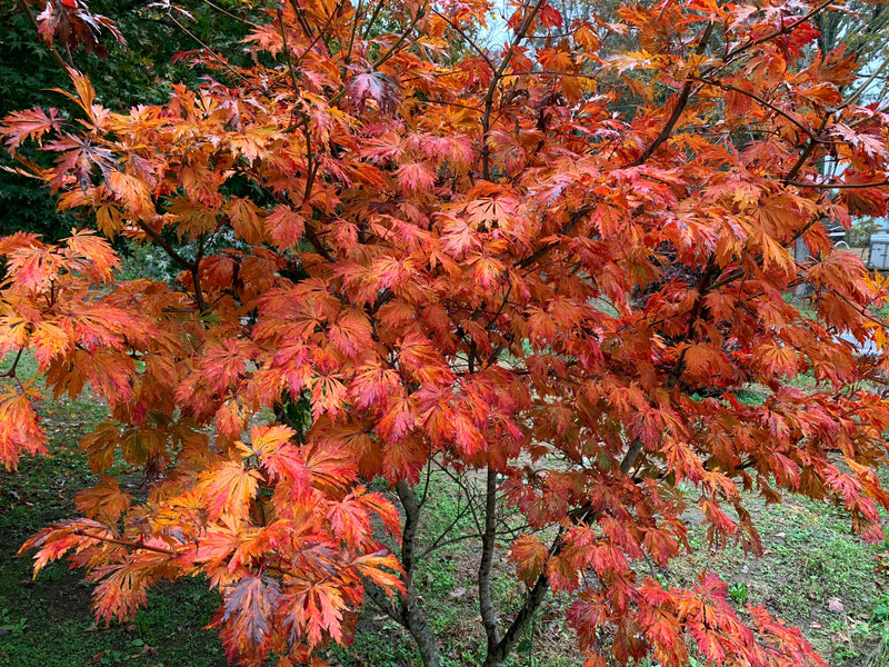 - FOR PICKUP ONLY | Acer japonicum 'Mai kujaku' Dancing Peacock Japanese Maple | DOES NOT SHIP - Mr Maple │ Buy Japanese Maple Trees