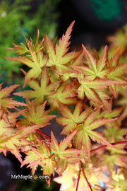 - Acer palmatum 'Ramona' Rare Japanese Maple - Mr Maple │ Buy Japanese Maple Trees