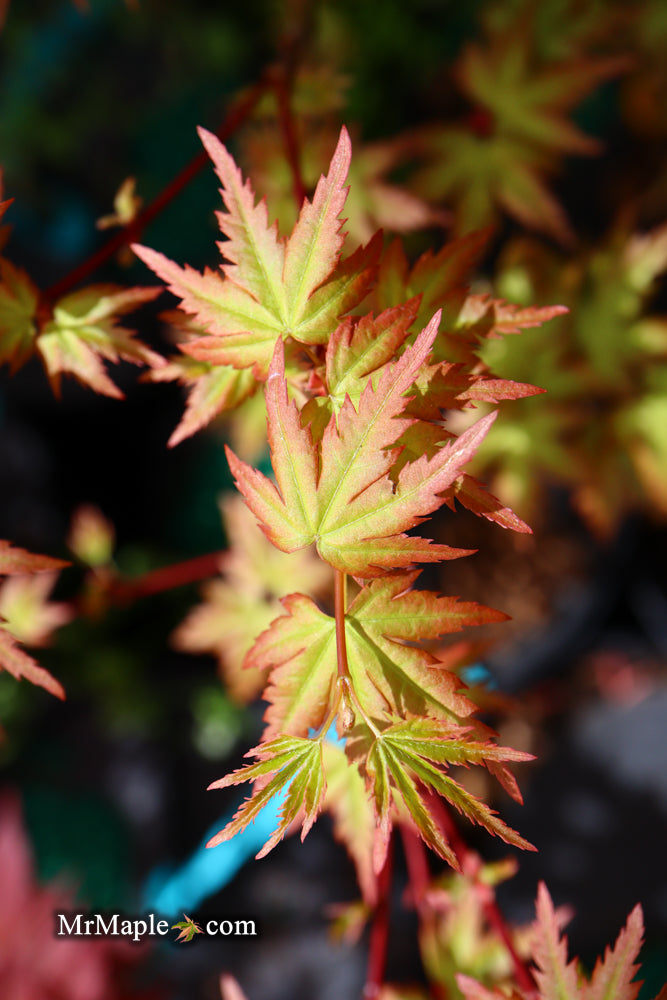 - Acer palmatum 'Ramona' Rare Japanese Maple - Mr Maple │ Buy Japanese Maple Trees