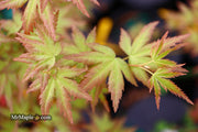 - Acer palmatum 'Ramona' Rare Japanese Maple - Mr Maple │ Buy Japanese Maple Trees