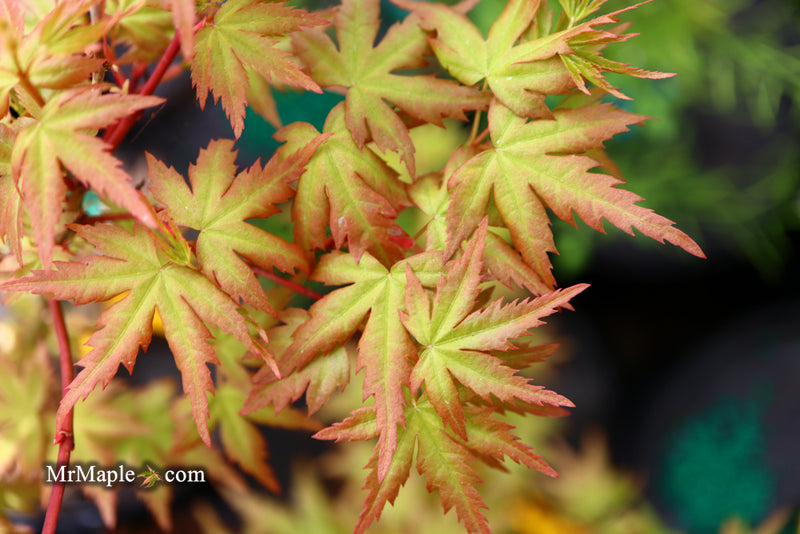 - Acer palmatum 'Ramona' Rare Japanese Maple - Mr Maple │ Buy Japanese Maple Trees