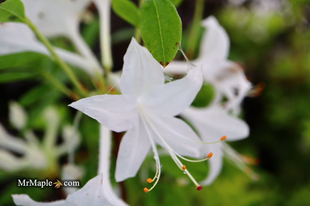 Azalea 'Weston’s Innocence’ White Flowers Deciduous Azalea