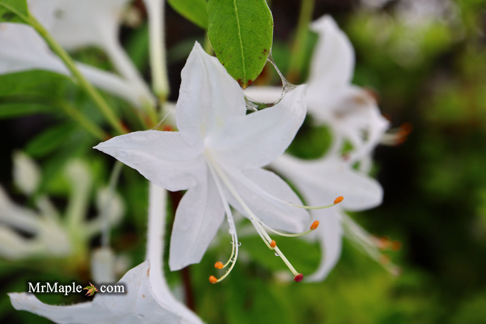 Azalea 'Weston’s Innocence’ White Flowers Deciduous Azalea