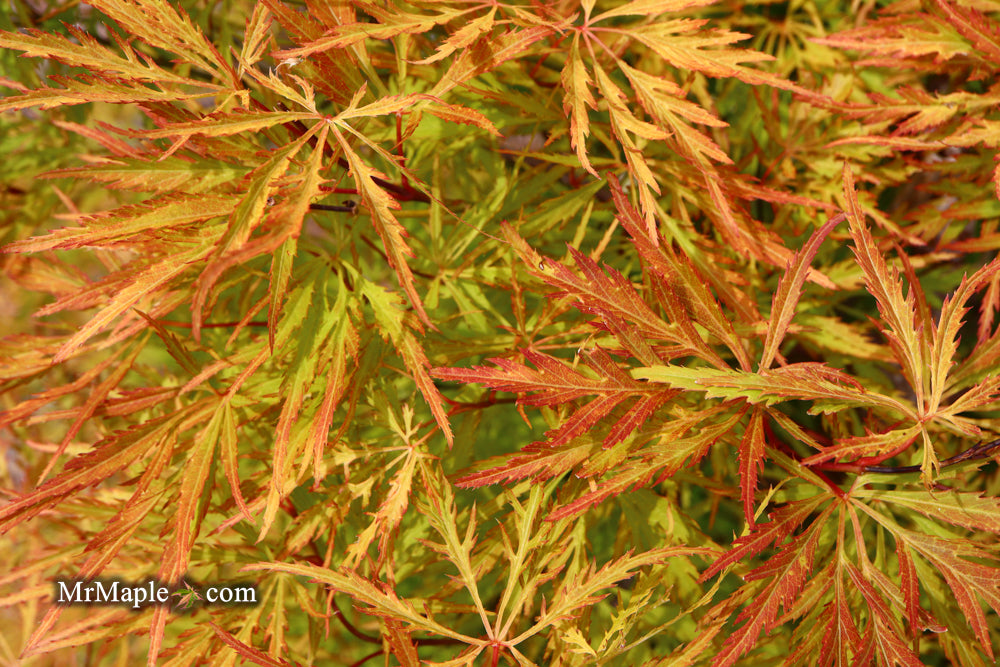 Acer palmatum 'Green Spider' Japanese Maple