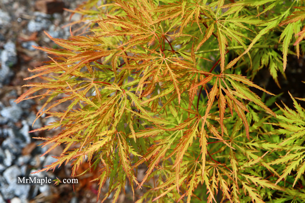 Acer palmatum 'Green Spider' Japanese Maple