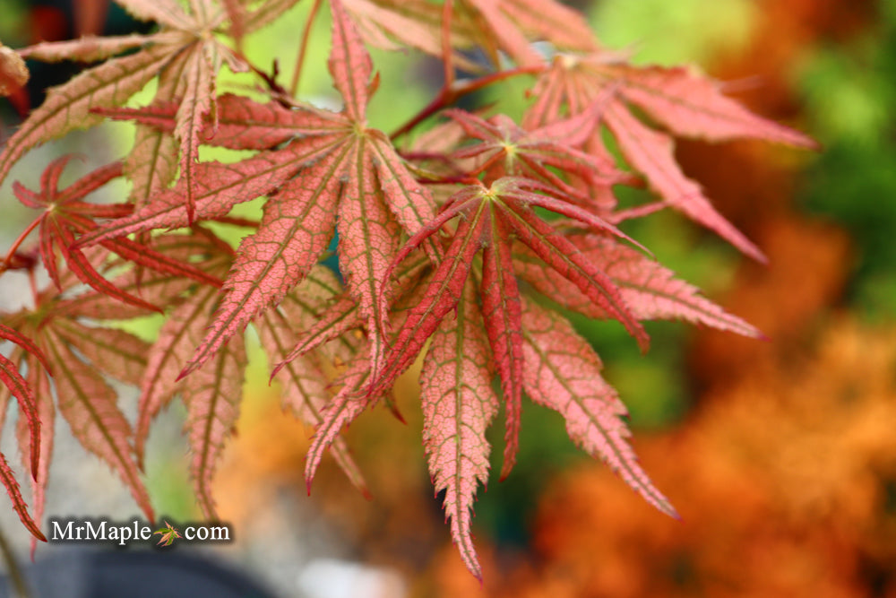 Acer palmatum 'Martha Ghost' Japanese Maple
