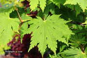 - Acer japonicum 'Yama kage' Mountain Shadows Full Moon Japanese Maple - Mr Maple │ Buy Japanese Maple Trees