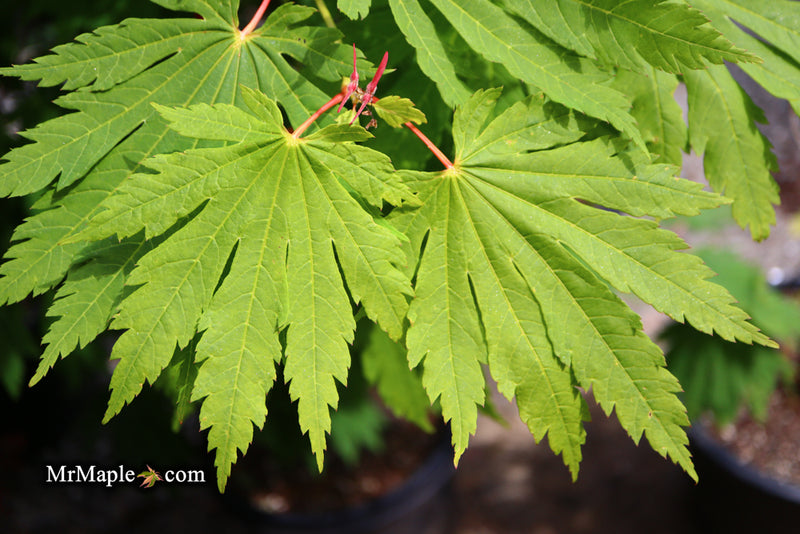 - Acer japonicum 'Yama kage' Mountain Shadows Full Moon Japanese Maple - Mr Maple │ Buy Japanese Maple Trees