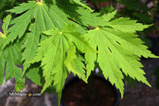- Acer japonicum 'Yama kage' Mountain Shadows Full Moon Japanese Maple - Mr Maple │ Buy Japanese Maple Trees