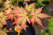 - Acer palmatum 'Ramona' Rare Japanese Maple - Mr Maple │ Buy Japanese Maple Trees