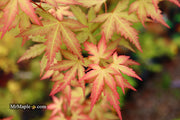 - Acer palmatum 'Ramona' Rare Japanese Maple - Mr Maple │ Buy Japanese Maple Trees