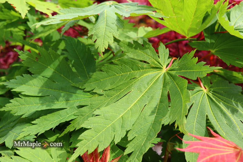 - Acer japonicum 'Yama kage' Mountain Shadows Full Moon Japanese Maple - Mr Maple │ Buy Japanese Maple Trees
