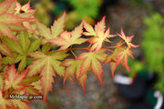 - Acer palmatum 'Ramona' Rare Japanese Maple - Mr Maple │ Buy Japanese Maple Trees