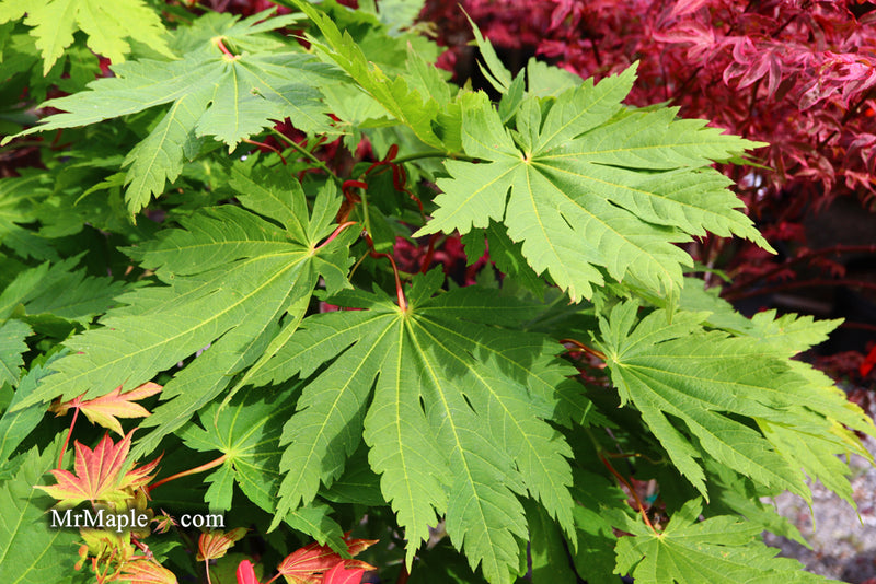 - Acer japonicum 'Yama kage' Mountain Shadows Full Moon Japanese Maple - Mr Maple │ Buy Japanese Maple Trees