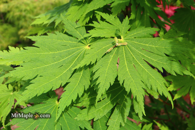 - Acer japonicum 'Yama kage' Mountain Shadows Full Moon Japanese Maple - Mr Maple │ Buy Japanese Maple Trees
