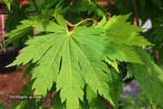 - Acer japonicum 'Yama kage' Mountain Shadows Full Moon Japanese Maple - Mr Maple │ Buy Japanese Maple Trees