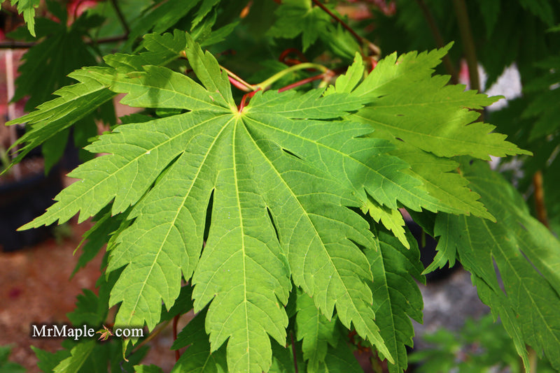 - Acer japonicum 'Yama kage' Mountain Shadows Full Moon Japanese Maple - Mr Maple │ Buy Japanese Maple Trees