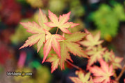 - Acer palmatum 'Ramona' Rare Japanese Maple - Mr Maple │ Buy Japanese Maple Trees