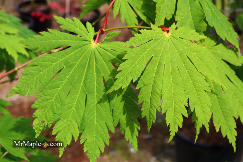 - Acer japonicum 'Yama kage' Mountain Shadows Full Moon Japanese Maple - Mr Maple │ Buy Japanese Maple Trees