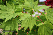 - Acer japonicum 'Yama kage' Mountain Shadows Full Moon Japanese Maple - Mr Maple │ Buy Japanese Maple Trees