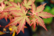 - Acer palmatum 'Ramona' Rare Japanese Maple - Mr Maple │ Buy Japanese Maple Trees