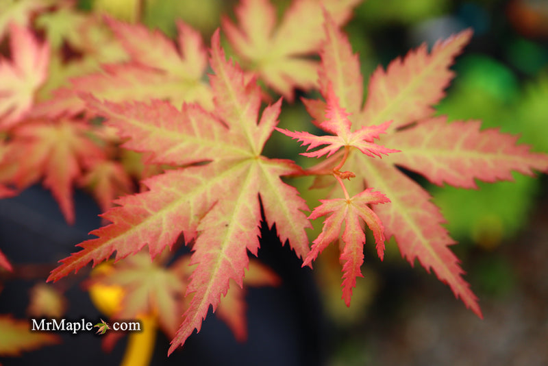 - Acer palmatum 'Ramona' Rare Japanese Maple - Mr Maple │ Buy Japanese Maple Trees