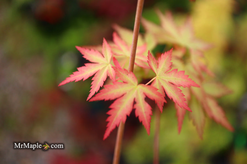 - Acer palmatum 'Ramona' Rare Japanese Maple - Mr Maple │ Buy Japanese Maple Trees