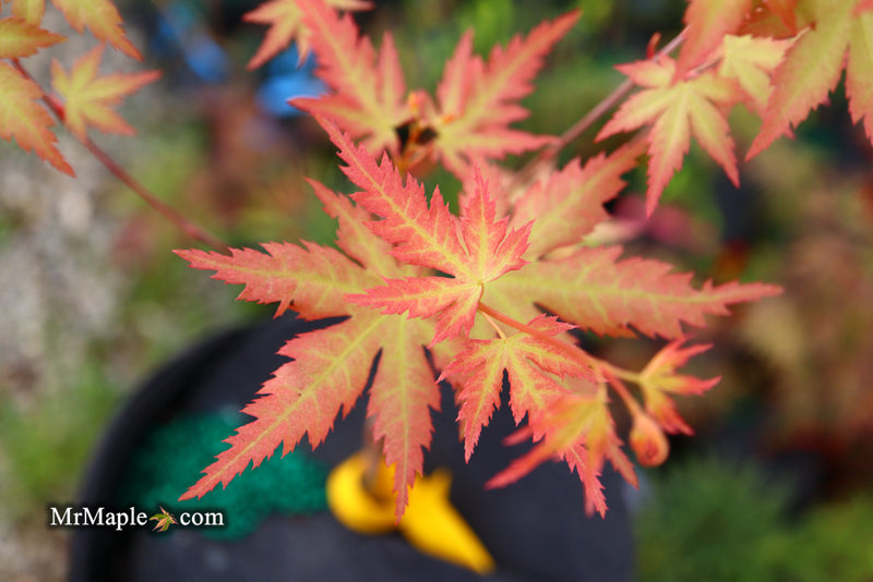 - Acer palmatum 'Ramona' Rare Japanese Maple - Mr Maple │ Buy Japanese Maple Trees