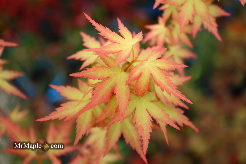 - Acer palmatum 'Ramona' Rare Japanese Maple - Mr Maple │ Buy Japanese Maple Trees