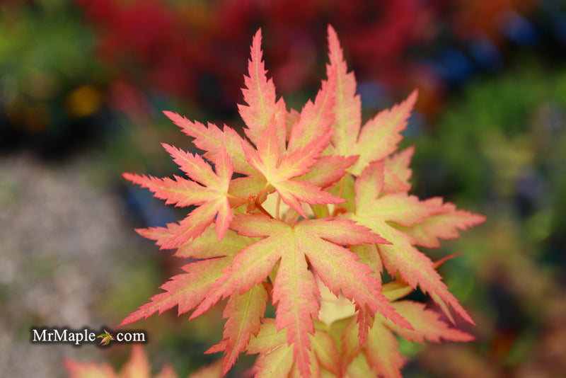 - Acer palmatum 'Ramona' Rare Japanese Maple - Mr Maple │ Buy Japanese Maple Trees