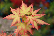 - Acer palmatum 'Ramona' Rare Japanese Maple - Mr Maple │ Buy Japanese Maple Trees
