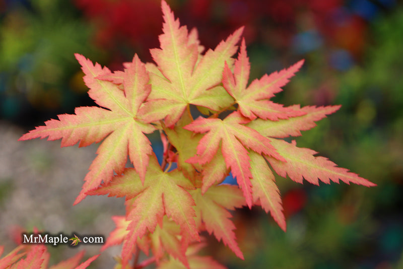 - Acer palmatum 'Ramona' Rare Japanese Maple - Mr Maple │ Buy Japanese Maple Trees