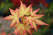 - Acer palmatum 'Ramona' Rare Japanese Maple - Mr Maple │ Buy Japanese Maple Trees