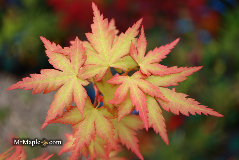 - Acer palmatum 'Ramona' Rare Japanese Maple - Mr Maple │ Buy Japanese Maple Trees