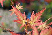 - Acer palmatum 'Ramona' Rare Japanese Maple - Mr Maple │ Buy Japanese Maple Trees