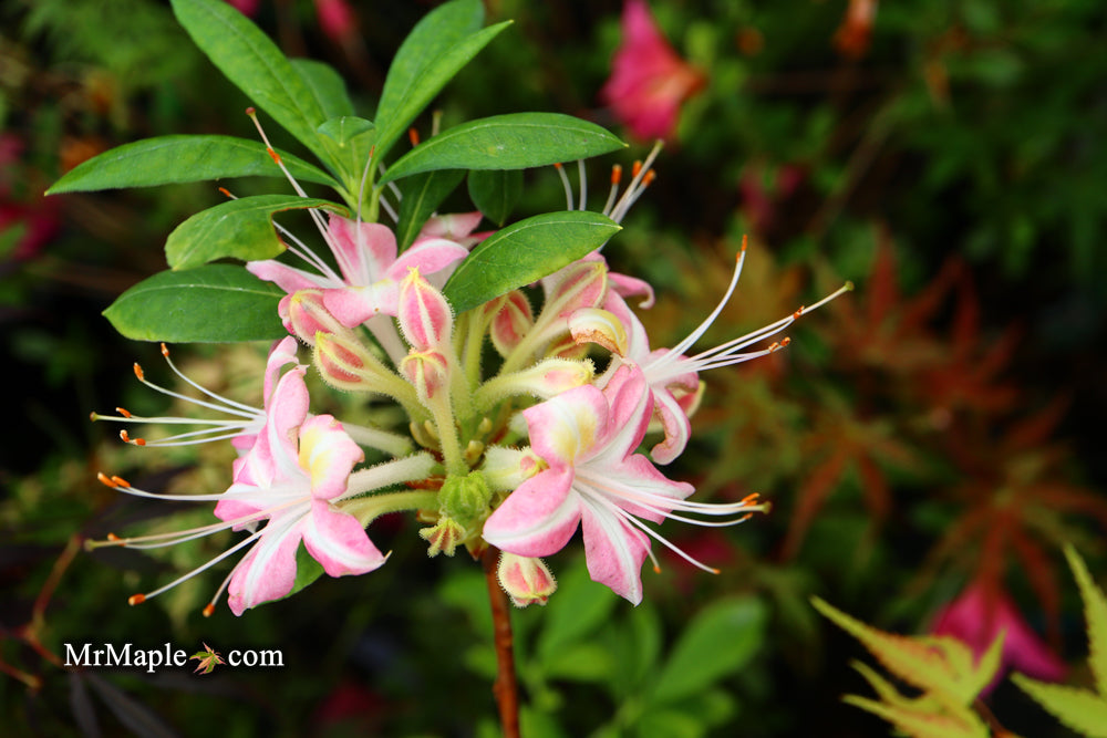 Azalea 'Ribbon Candy’ Pink Flowers Deciduous Azalea