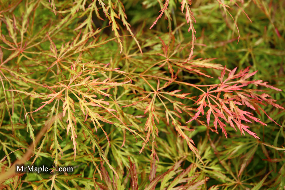 Acer palmatum 'Otto's Dissectum' Weeping Japanese Maple