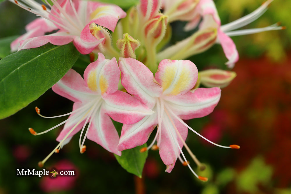 Azalea 'Ribbon Candy’ Pink Flowers Deciduous Azalea
