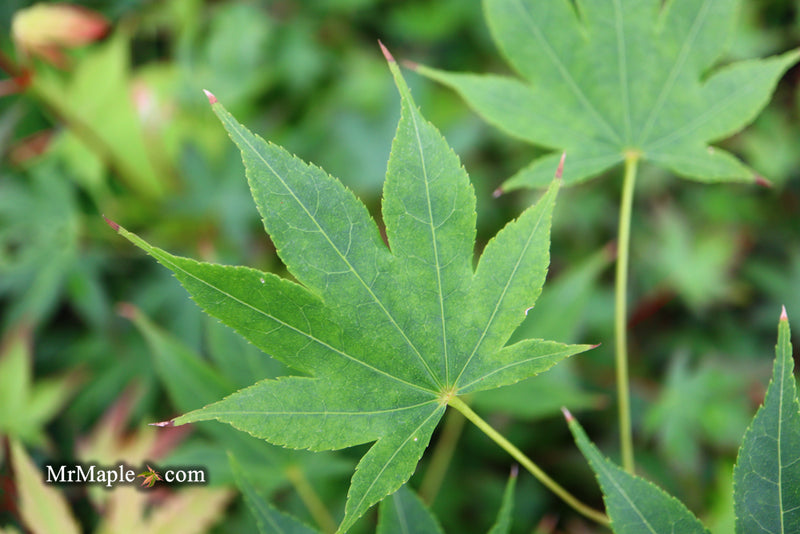 - Acer palmatum 'Rikuzen shidare' Weeping Japanese Maple - Mr Maple │ Buy Japanese Maple Trees