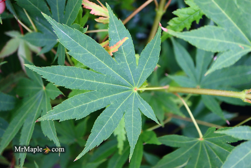- Acer palmatum 'Rikuzen shidare' Weeping Japanese Maple - Mr Maple │ Buy Japanese Maple Trees