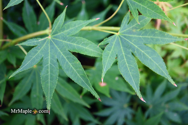 - Acer palmatum 'Rikuzen shidare' Weeping Japanese Maple - Mr Maple │ Buy Japanese Maple Trees