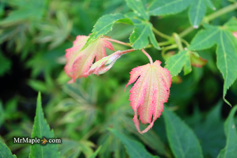 - Acer palmatum 'Rikuzen shidare' Weeping Japanese Maple - Mr Maple │ Buy Japanese Maple Trees