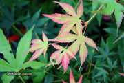 - Acer palmatum 'Rikuzen shidare' Weeping Japanese Maple - Mr Maple │ Buy Japanese Maple Trees