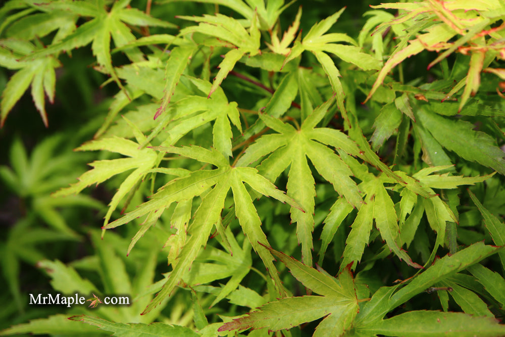 Acer palmatum 'Kamagata' Japanese Maple