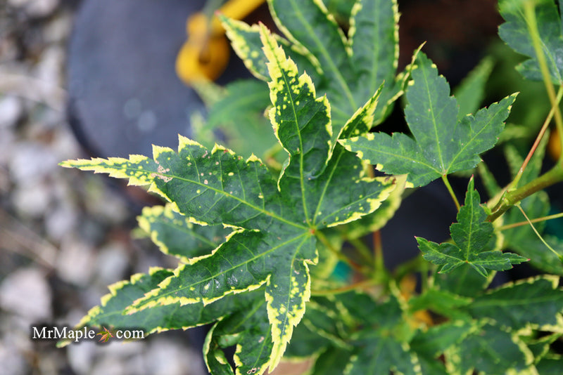 - Acer palmatum 'Sagara nishiki' Japanese Maple - Mr Maple │ Buy Japanese Maple Trees