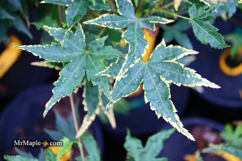 - Acer palmatum 'Sagara nishiki' Japanese Maple - Mr Maple │ Buy Japanese Maple Trees